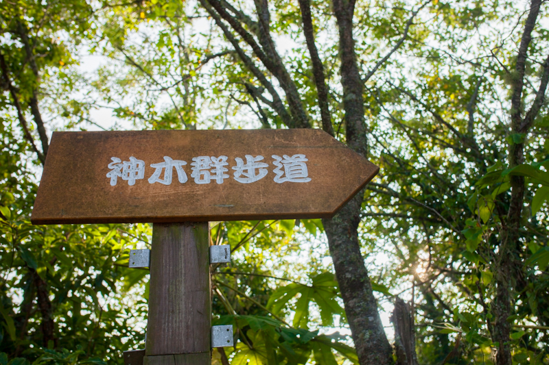 拉拉山神木步道